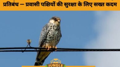 Saranda Forest Protection