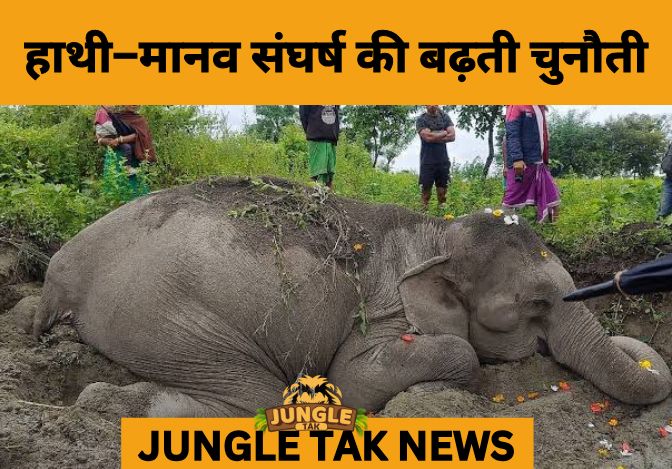 Udalguri on Edge as Elephant–Human Conflict Intensifies- JUNGLE TAK