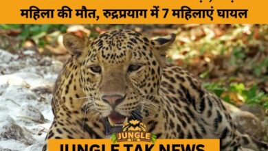 Deadly Leopard and Bear Attacks Alarm Uttarakhand’s Hill Districts- JUNGLE TAK