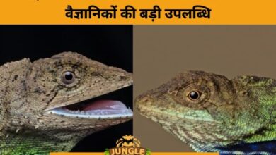 2 New Lizard Species Discovered in Arunachal Pradesh- JUNGLE TAK