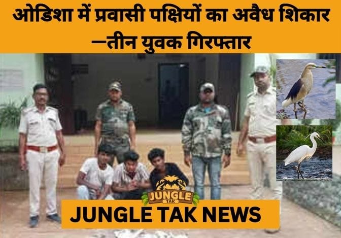 3 Youth Arrested for Illegal Poaching of Wetland Birds in Jajpur- JUNGLE TAK
