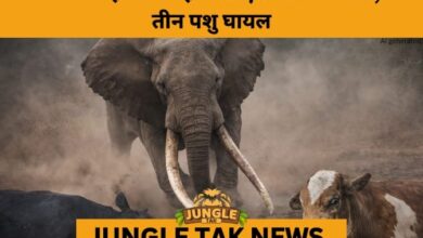 Lone Tusker Attacks Cattle Herd in Ganjam’s Kaliamba Forest- JUNGLE TAK