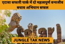 Leopard Cub and Injured Sambar Deer Rescued, Rehabilitated at Etawah Safari Park- JUNGLE TAK