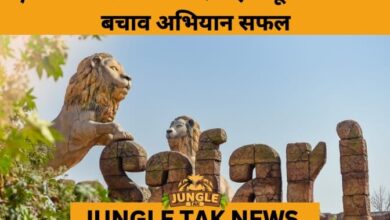 Leopard Cub and Injured Sambar Deer Rescued, Rehabilitated at Etawah Safari Park- JUNGLE TAK