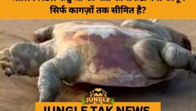 Olive Ridley Tragedy Returns to Odisha’s Shores Despite Fishing Ban- JUNGLE TAK