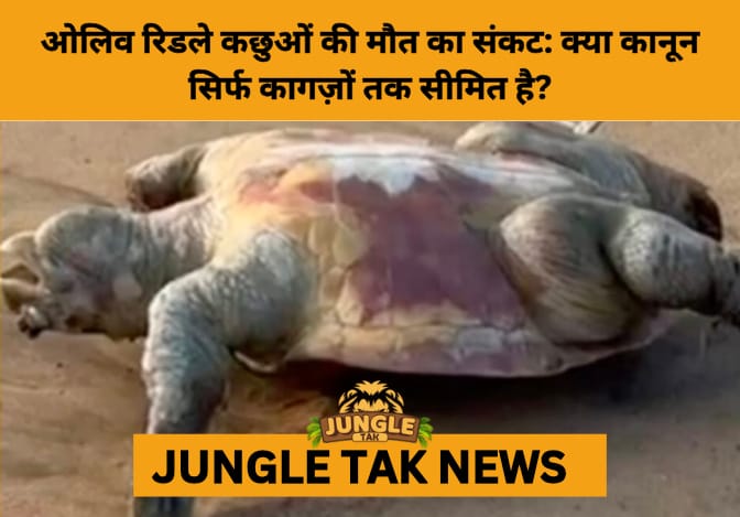 Olive Ridley Tragedy Returns to Odisha’s Shores Despite Fishing Ban- JUNGLE TAK
