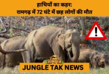 Elephant Rampage Claims 2 More Lives in Jharkhand’s Ramgarh- JUNGLE TAK