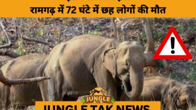 Elephant Rampage Claims 2 More Lives in Jharkhand’s Ramgarh- JUNGLE TAK