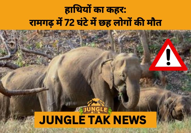 Elephant Rampage Claims 2 More Lives in Jharkhand’s Ramgarh- JUNGLE TAK