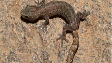 New Gecko Species Discovered in Odisha’s Eastern Ghats- JUNGLE TAK
