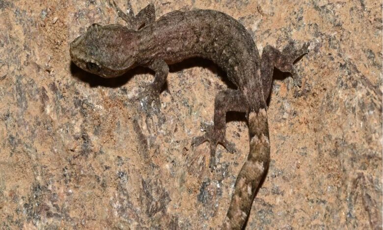 New Gecko Species Discovered in Odisha’s Eastern Ghats- JUNGLE TAK