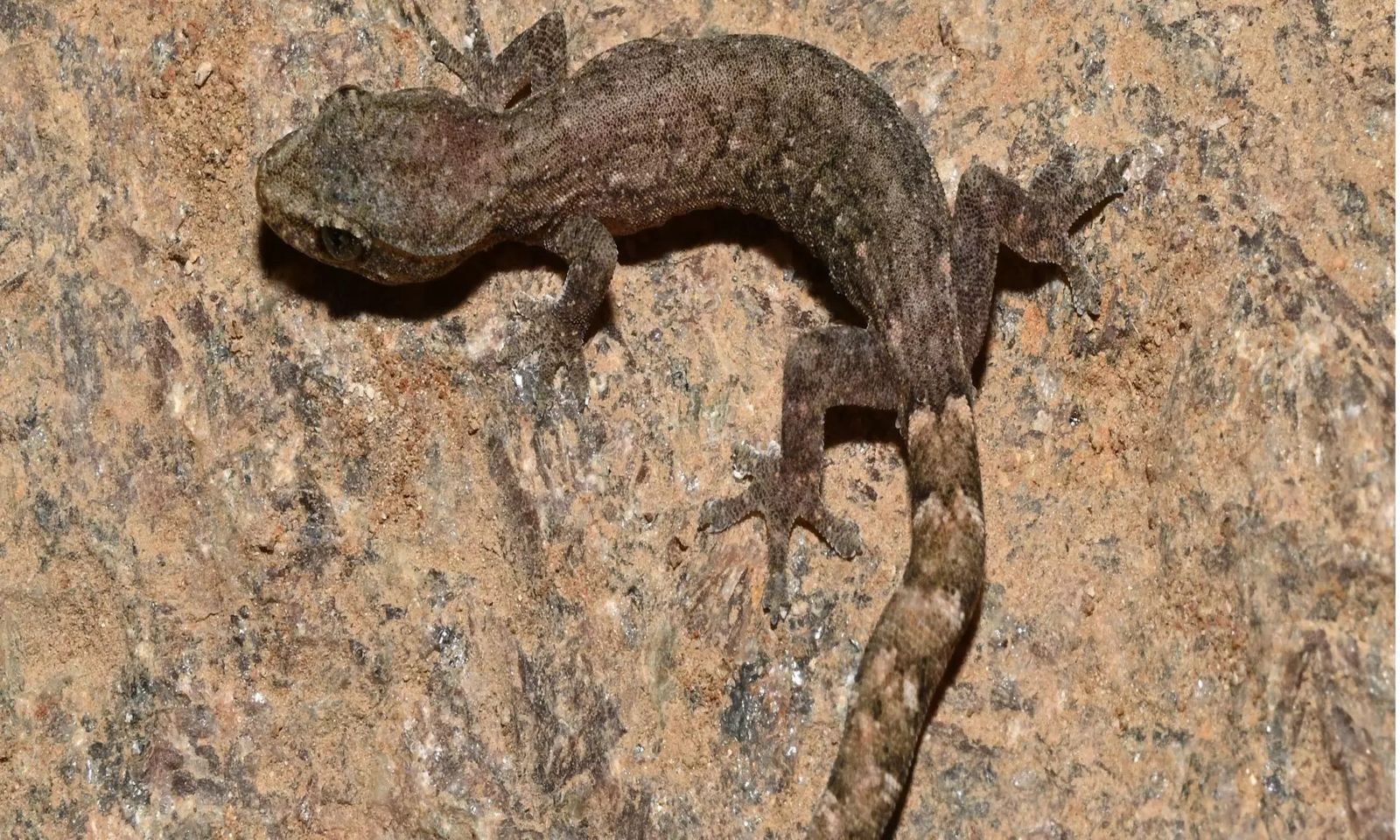 New Gecko Species Discovered in Odisha’s Eastern Ghats- JUNGLE TAK