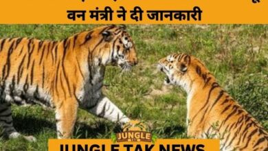 Karnataka Records Highest-Ever Tiger Rescues Amid Rising Human–Wildlife Conflict- JUNGLE TAK