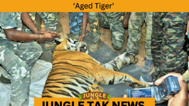 Aged Tiger