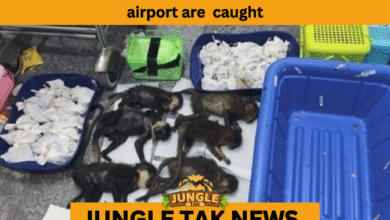 WILDLIFE SMUGGLING