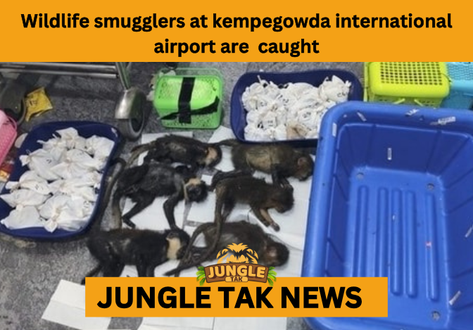 WILDLIFE SMUGGLING