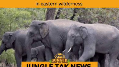 ODISHA ELEPHANT DEATHS
