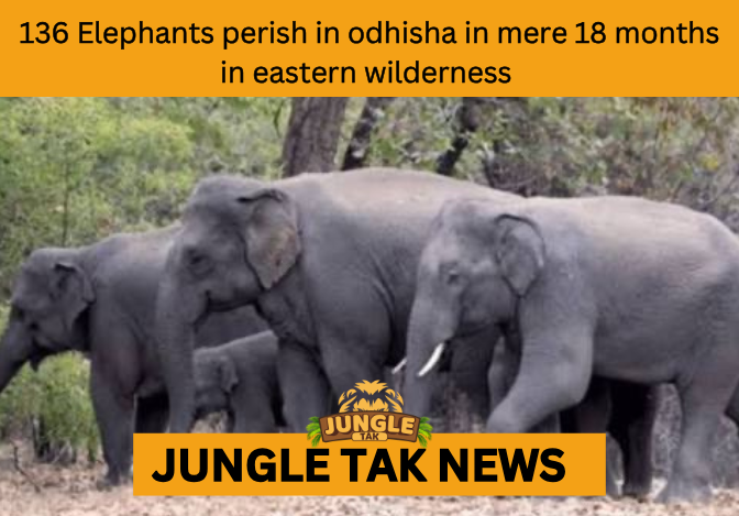 ODISHA ELEPHANT DEATHS