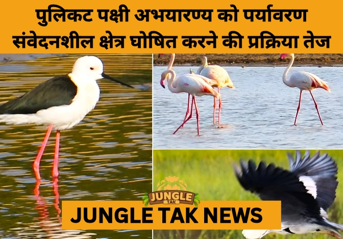 Eco-Sensitive Zone Proposal for Pulicat Bird Sanctuary Moves Forward- JUNGLE TAK