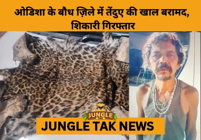 Leopard Skin Seized, Suspected Poacher Arrested in Odisha’s Boudh District- JUNGLE TAK