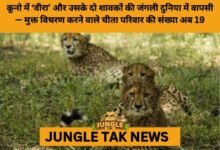 Veera and Her Cubs Released into the Wild, Marking Major Boost to India’s Cheetah Reintroduction Effort- JUNGLE TAK