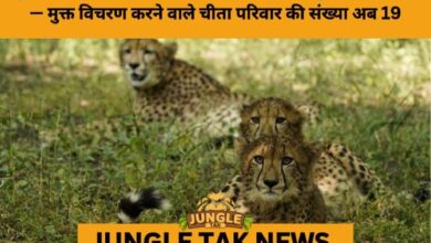 Veera and Her Cubs Released into the Wild, Marking Major Boost to India’s Cheetah Reintroduction Effort- JUNGLE TAK
