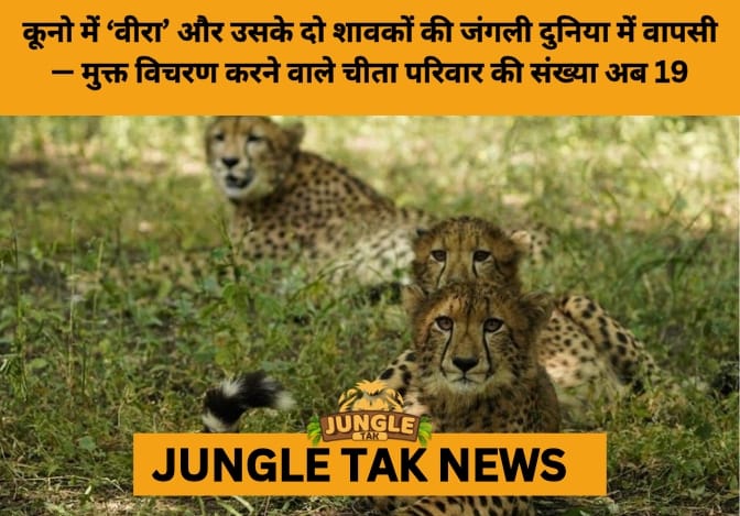 Veera and Her Cubs Released into the Wild, Marking Major Boost to India’s Cheetah Reintroduction Effort- JUNGLE TAK