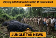 3 Elephants Found Dead in Vellore Forest, Raising Serious Concerns Over Inter-State Elephant Corridor Safety- JUNGLE TAK