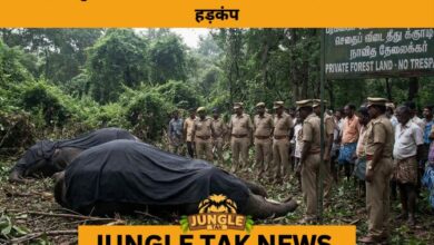 3 Elephants Found Dead in Vellore Forest, Raising Serious Concerns Over Inter-State Elephant Corridor Safety- JUNGLE TAK