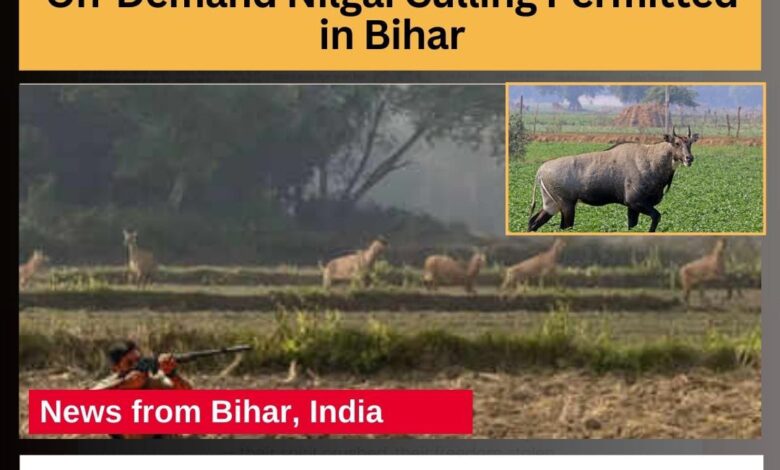 Nilgai Culling in Bihar’s Nawada Sparks Legal and Ethical Debate- JUNGLE TAK