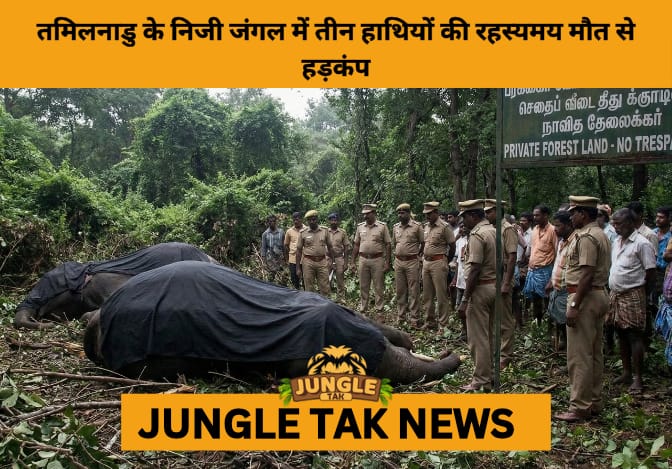 3 Elephants Found Dead in Vellore Forest, Raising Serious Concerns Over Inter-State Elephant Corridor Safety- JUNGLE TAK
