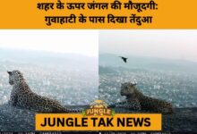 Leopard Overlooks Guwahati from Adingiri Hills, Sparking Conservation Debate- JUNGLE TAK
