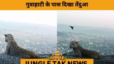Leopard Overlooks Guwahati from Adingiri Hills, Sparking Conservation Debate- JUNGLE TAK