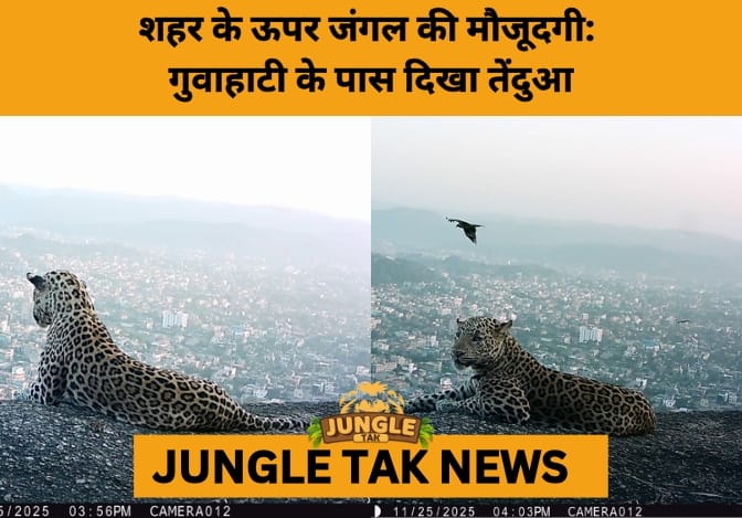 Leopard Overlooks Guwahati from Adingiri Hills, Sparking Conservation Debate- JUNGLE TAK