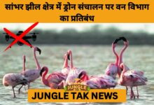 Rajasthan Bans Drones Over Sambhar Lake to Protect Migratory Flamingos- JUNGLE TAK