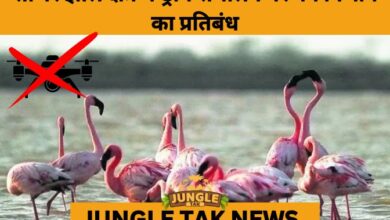 Rajasthan Bans Drones Over Sambhar Lake to Protect Migratory Flamingos- JUNGLE TAK