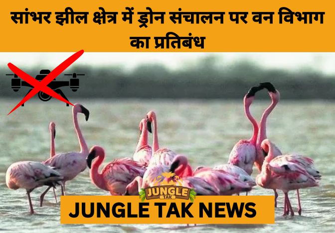 Rajasthan Bans Drones Over Sambhar Lake to Protect Migratory Flamingos- JUNGLE TAK