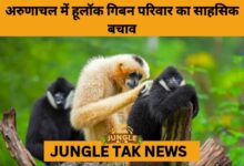 4-Day Operation Saves Stranded Hoolock Gibbon Family in Arunachal Pradesh- JUNGLE TAK
