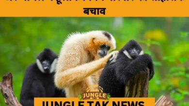 4-Day Operation Saves Stranded Hoolock Gibbon Family in Arunachal Pradesh- JUNGLE TAK