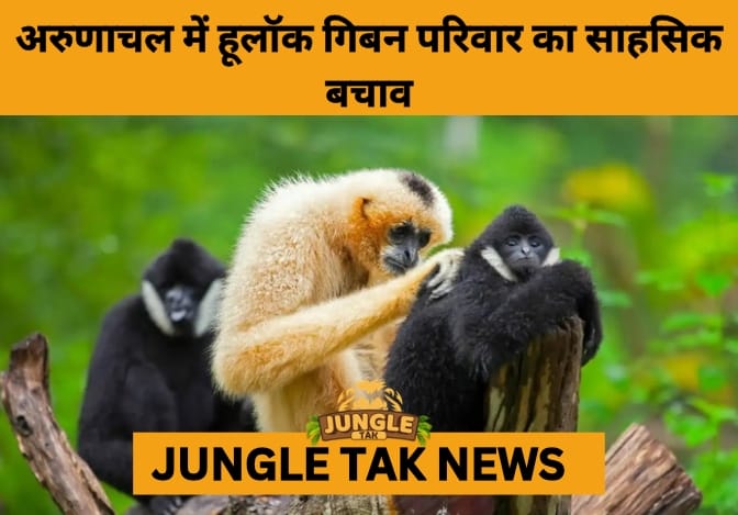 4-Day Operation Saves Stranded Hoolock Gibbon Family in Arunachal Pradesh- JUNGLE TAK