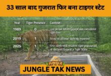 After 33 Years, Gujarat Roars Back as India’s Tiger State- JUNGLE TAK