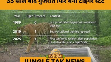 After 33 Years, Gujarat Roars Back as India’s Tiger State- JUNGLE TAK