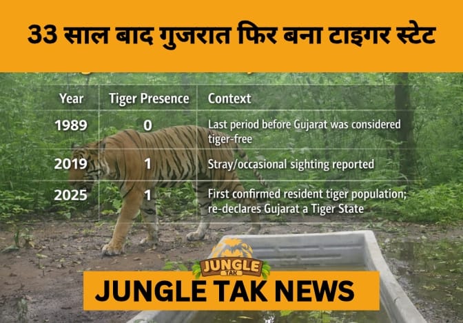 After 33 Years, Gujarat Roars Back as India’s Tiger State- JUNGLE TAK