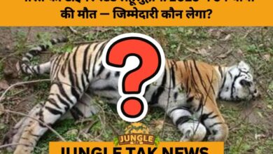 Tiger State in Crisis: Madhya Pradesh Records Unprecedented Spike in Tiger Deaths- JUNGLE TAK