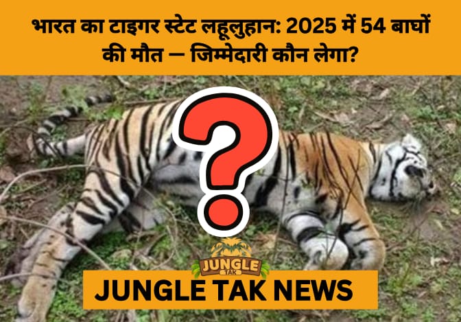 Tiger State in Crisis: Madhya Pradesh Records Unprecedented Spike in Tiger Deaths- JUNGLE TAK