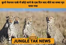Cheetah Cub Found Dead a Day After Release in Kuno National Park- JUNGLE TAK