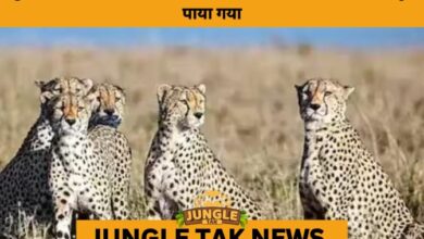 Cheetah Cub Found Dead a Day After Release in Kuno National Park- JUNGLE TAK