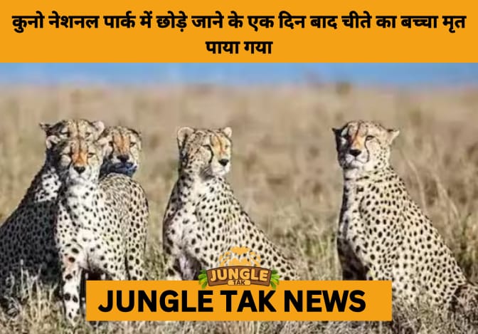Cheetah Cub Found Dead a Day After Release in Kuno National Park- JUNGLE TAK