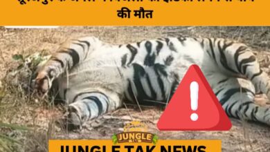 Electrocuted Tiger Found in Chhattisgarh Forest, Poaching Suspected- JUNGLE TAK