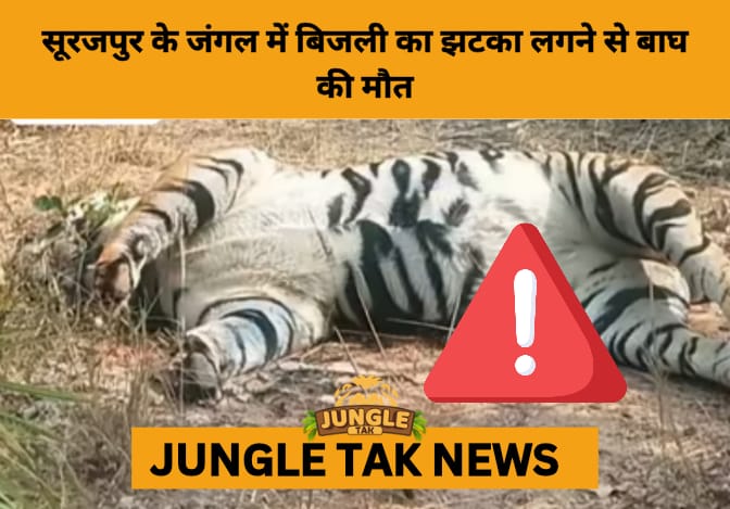 Electrocuted Tiger Found in Chhattisgarh Forest, Poaching Suspected- JUNGLE TAK